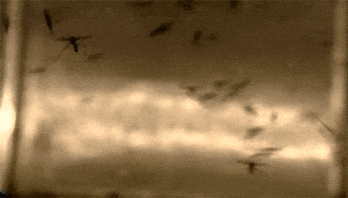 640 (2).gif