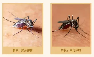 【健康科普】有一种热叫“登革热”，小心它“叮”上你